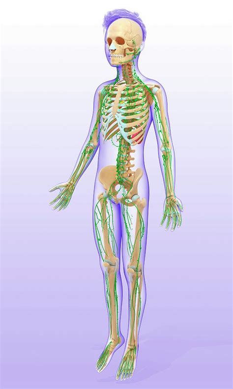 Childs Lymphatic Systems Photograph By Pixologicstudioscience Photo