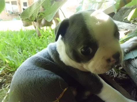 Buy and sell boston terriers puppies & dogs uk with freeads classifieds. Blue Chocolate Boston Terriers for Sale in Houston, Texas ...