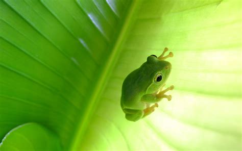 We've gathered more than 5 million images uploaded by our users and sorted them by the most popular ones. Tree Frog HD Wallpaper | Background Image | 2880x1800 | ID ...