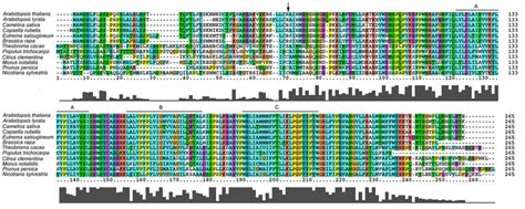 Multiple Sequence Alignment Of Atdpg1 And Its Homologues The