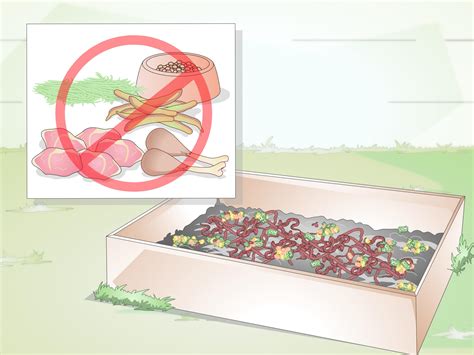 How To Raise Earthworms With Pictures Wikihow