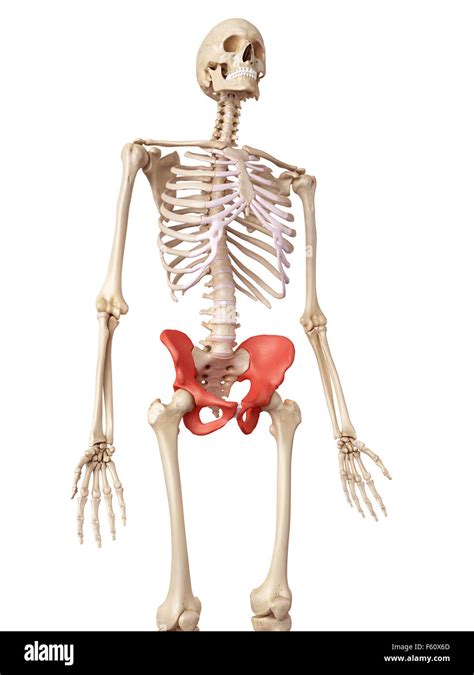 Medical Accurate Illustration Of The Hip Bone Stock Photo Alamy