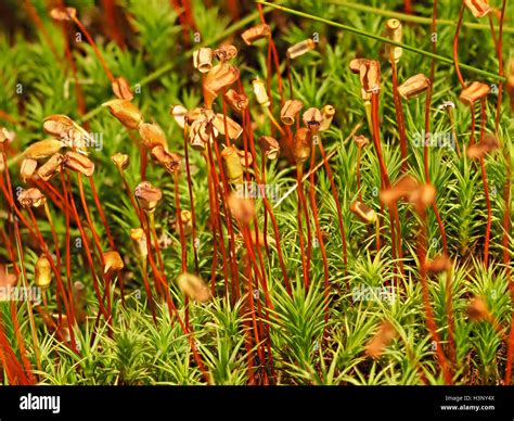Common Haircap Moss Polytrichum Commune With Mature Seedpods On