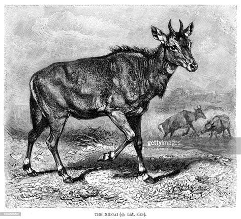 The Nilgai Engraving 1896 High Res Vector Graphic Getty Images