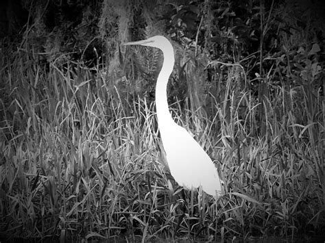 The Great White Heron Photograph By Gina Welch
