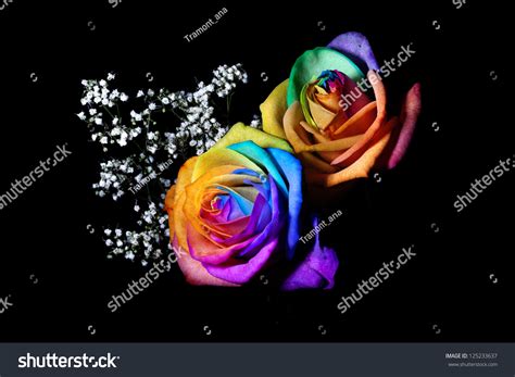 Fresh Rainbow Roses Isolated On Black Stock Photo Edit Now 125233637