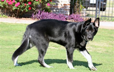 American Alsatian Irish Wolfhound Dogs Dog Breeds Dog Mixes
