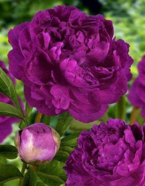 peony purple beautiful flowers plants purple peony