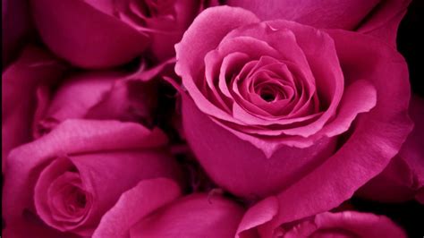 Petals, sepals, stamen, and carpel (also known as a pistil). Top 27 Beautiful Flowers Wallpapers in HD