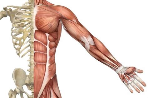 Il Muscolo Scheletrico Gruppi Muscolari Scheletriche La Struttura E La Funzione Del Muscolo