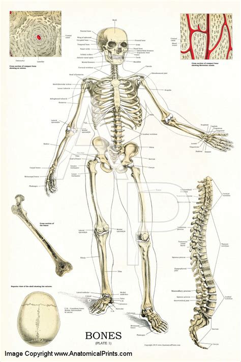 Human Bone Anatomy Chart Overview Of Skeleton Learn Skeleton Anatomy