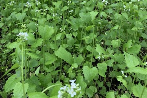 Terrestrial Invasive Species Information Keweenaw Invasive Species