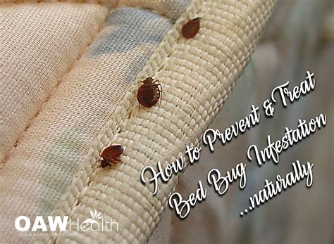 How To Prevent And Treat Bed Bug Infestationnaturally Bed Bugs