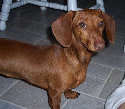 We did not find results for: Whitaker's Mini Dachshund Breeder: Three gorgeous smooth ...