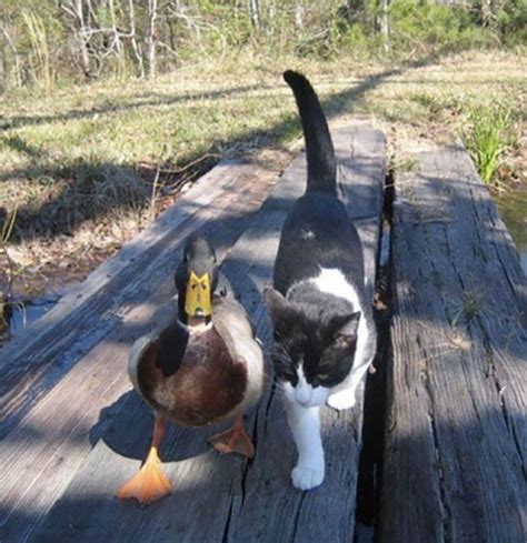 17 Animal Odd Couples That Are Way Cuter Than Oscar And