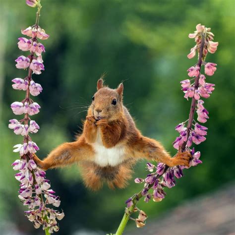 Die Lustigsten Tierfotos 2018 Brigittede