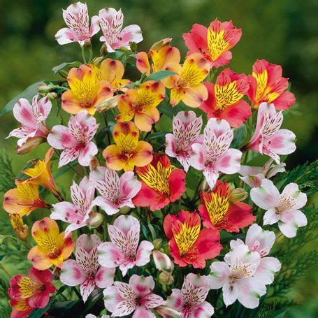 Blumen und pflanzen sind unsere leidenschaft. Winterharte Garten-Inkalilien-Mischung (Alstroemeria ...