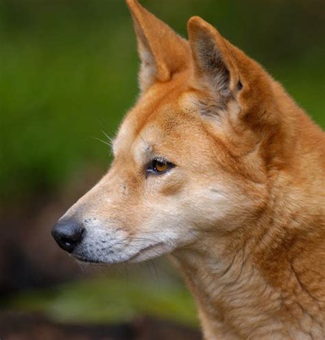 They Were Once Domestic Pets Then Natural Selection Made Dingoes Wild