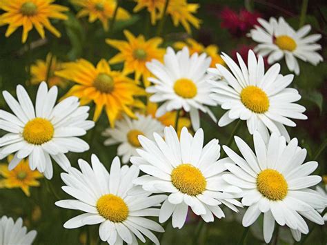 Daisy Description Types Examples Facts Britannica Vlrengbr