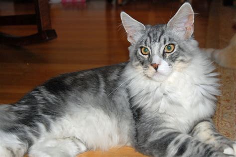 These pets are among america's they are among the largest domestic cat breeds, with some males even reaching weights of 25 lb, although the average weight is lower and females are rather smaller. thewildhare: Maine Coon Cats