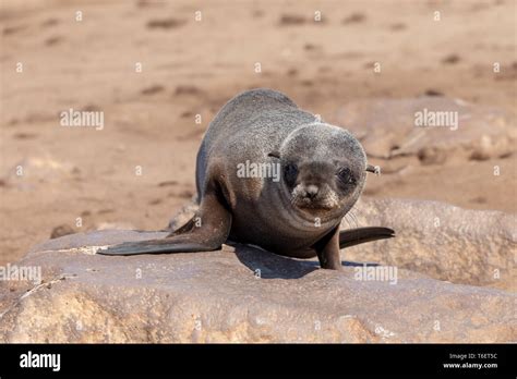 Baby Brown Seal In Cape Cross Namibia Stock Photo Alamy