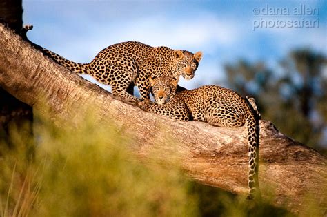 These Two Young Leopard Brothers Panthera Pardus Made For