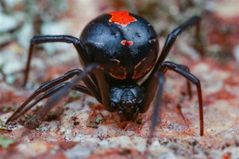 Black Widow Spider 100 Animals