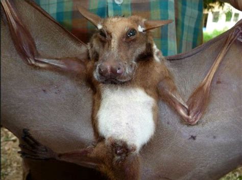 Hammerhead Bat From Africa Critter Science