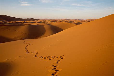 14100 Desert Foot Steps Stock Photos Pictures And Royalty Free Images
