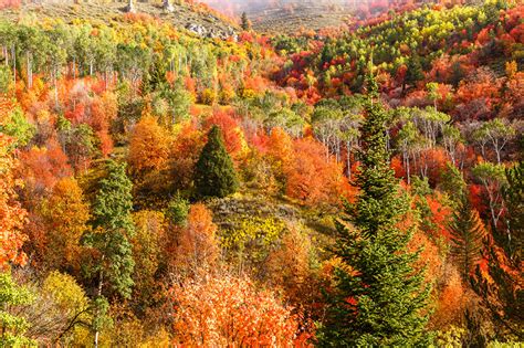 Фотографии Горы Осень Природа Леса Деревья
