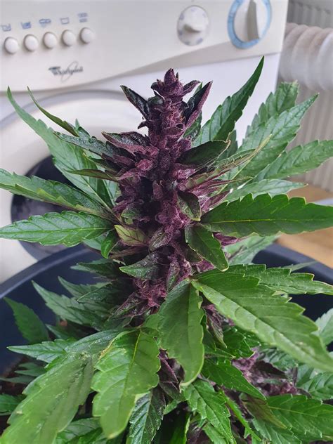 Purple Kush Automatic Buddha Seeds