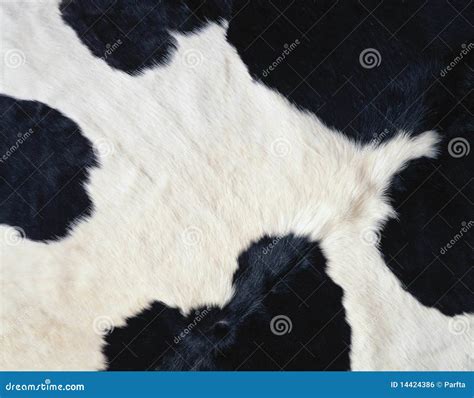 Cow Fur As Background Stock Photo Image Of Full Domestic 14424386