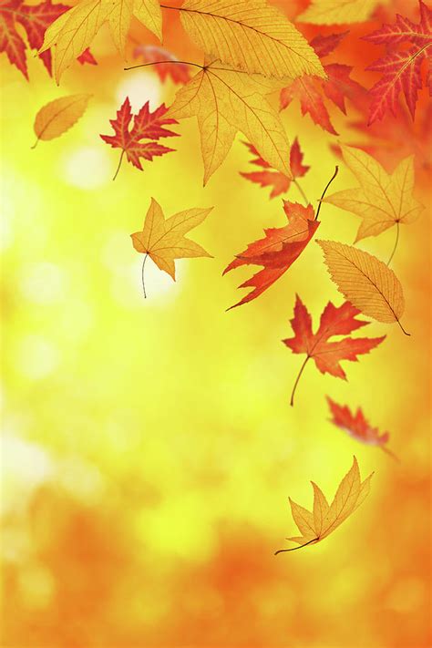 Falling Autumn Leaves Photograph By Borchee Fine Art America