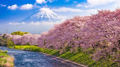 The Japanese Cherry Blossom Trees Tokio Life