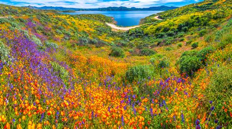 Diamond Valley Lake Hemet California Super Bloom Wild Flowers