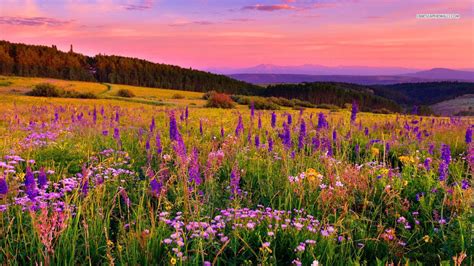 Elvin Siew Chun Wai Likes The Flowers Landscape Photography Sunset