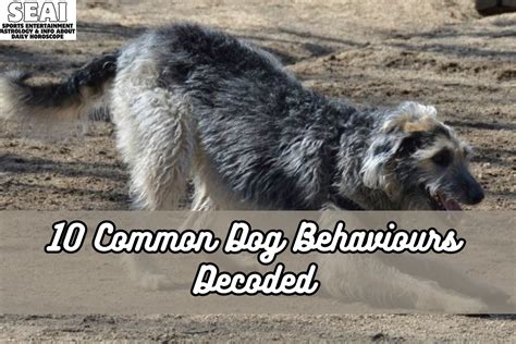 10 Common Dog Behaviours Decoded Seai Sports Entertainment