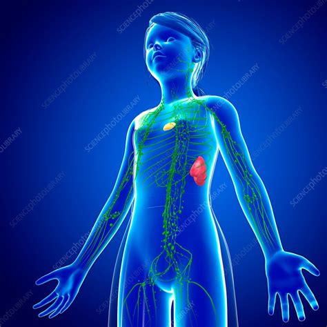 Lymphatic System Illustration Stock Image F0161971 Science