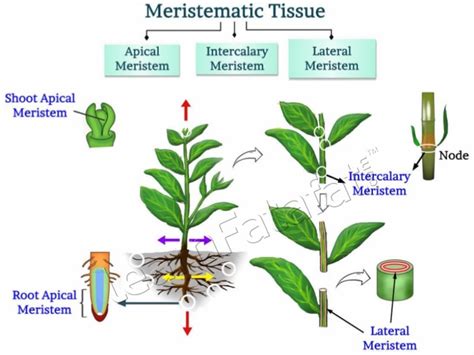 Meristematic Tissue Cbse Class 9 Chapter 6 Tissues