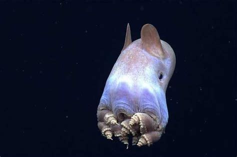 24 Utterly Bizarre Sea Creatures
