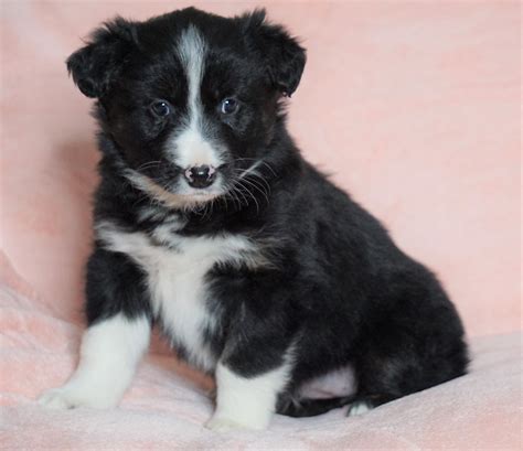 Australian Shepherd For Sale Baltic Oh Female Joy Check Out Our Vi