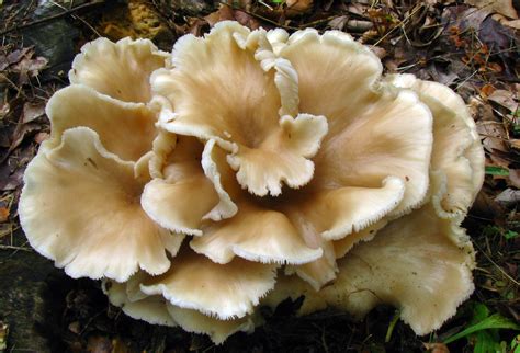 Oyster Mushroom Facts Health Benefits And Nutritional Value