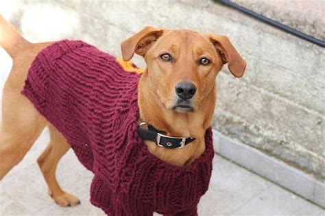 This hand knitted sweater has dark gray color and hand knit accordion hood with 2 side pockets. Dog Sweater Knitting Pattern | Mischief Managed | Handy ...