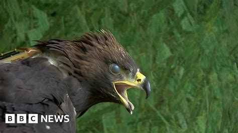 How Far Will These Eagles Spread Their Wings Bbc News