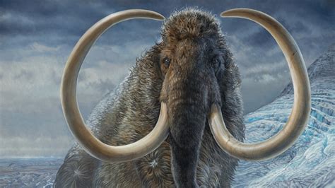 Discovery Of ‘particularly Rare 100000 Year Old Mammoth Tusk Stuns Californian Researchers