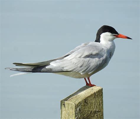 Cambridgeshire Bird Club Gallery Common Tern