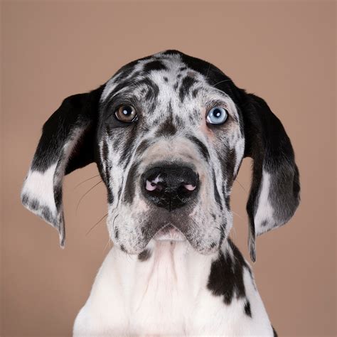 Every Thing You Need To Know About Great Dane Eye Colors Great Dane K