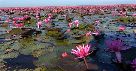 Visiting The Red Lotus Lake In Udon Thani In 2024