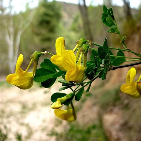 Coronilla Valentina Glauca Coronille Glauque Pépinières Français