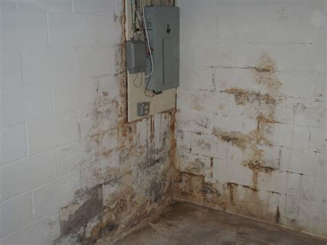 White mold can be hard to detect, especially in the early stages of mold growth. Mold In Your Basement | Lemont, IL - Everdry Waterproofing ...